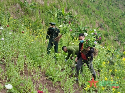 Xóa nạn trồng cây thuốc phiện ở Điện Biên 